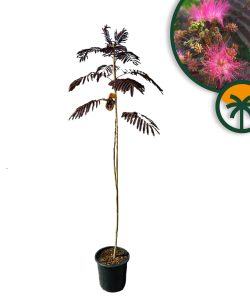 Drzewo perskiego snu - Albizia julibrissin Summer Chocolate - 160 cm