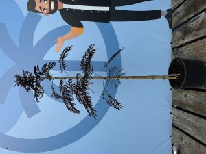 Drzewo perskiego snu - Albizia julibrissin Summer Chocolate - 160 cm
