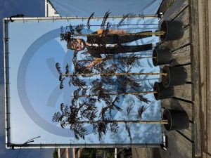 Drzewo perskiego snu - Albizia julibrissin Summer Chocolate - 160 cm