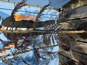 Drzewo perskiego snu - Albizia julibrissin Summer Chocolate - 160 cm