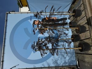 Drzewo perskiego snu - Albizia julibrissin Summer Chocolate - 160 cm