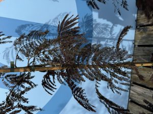 Drzewo perskiego snu - Albizia julibrissin Summer Chocolate - 160 cm
