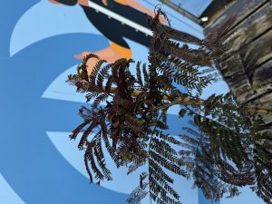 Drzewo perskiego snu - Albizia julibrissin Summer Chocolate - 160 cm