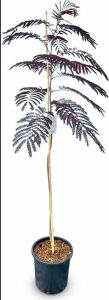 Drzewo perskiego snu - Albizia julibrissin Summer Chocolate - 160 cm