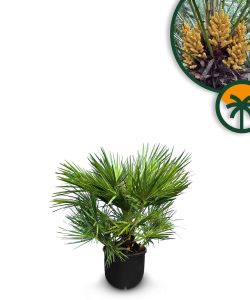 Palma - Chamaerops humilis - 60 cm