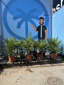 Palma - Chamaerops humilis - 60 cm