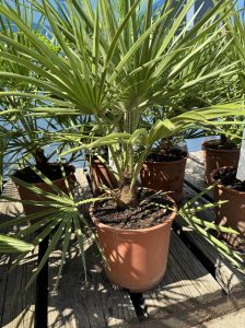 Palma - Chamaerops humilis - 60 cm