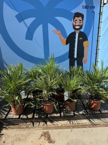 Palma - Chamaerops humilis - 60 cm