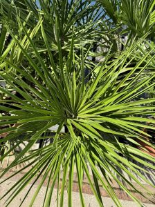 Palma - Chamaerops humilis - 60 cm