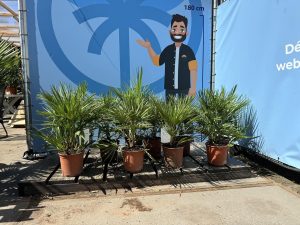 Palma - Chamaerops humilis - 60 cm