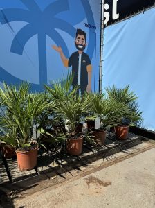 Palma - Chamaerops humilis - 60 cm