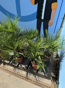 Palma - Chamaerops humilis - 60 cm