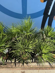 Palma - Chamaerops humilis - 60 cm