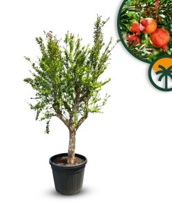 Drzewko granatu - Punica granatum XL - 200 cm