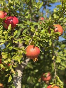 Drzewko granatu - Punica granatum XL - 200 cm