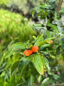 Drzewko granatu - Punica granatum XL - 200 cm