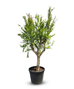 Drzewko granatu - Punica granatum XL - 200 cm