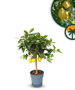 Drzewko cytrynowe - Citrus limon - 90 cm