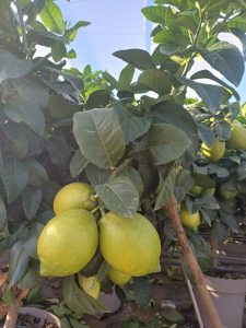 Drzewko cytrynowe - Citrus limon - 90 cm