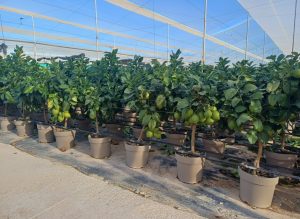 Drzewko cytrynowe - Citrus limon - 90 cm