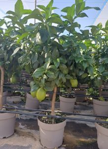 Drzewko cytrynowe - Citrus limon - 90 cm
