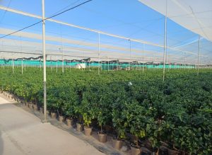 Drzewko cytrynowe - Citrus limon - 90 cm