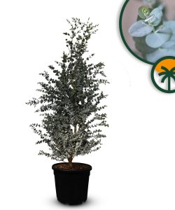 Eucalyptus gunnii - 140 cm