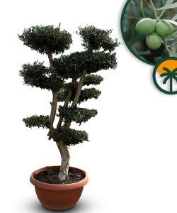 Drzewko oliwne Pom-Pon - Olea europaea - 200 cm