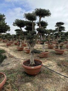 Drzewko oliwne Pom-Pon - Olea europaea - 200 cm