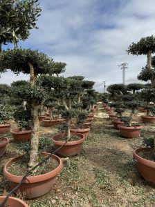 Drzewko oliwne Pom-Pon - Olea europaea - 200 cm