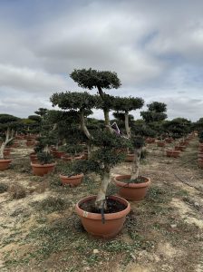 Drzewko oliwne Pom-Pon - Olea europaea - 200 cm
