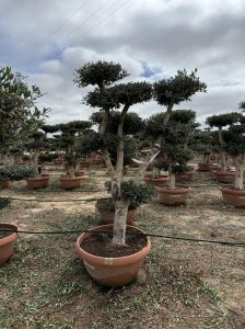 Drzewko oliwne Pom-Pon - Olea europaea - 200 cm