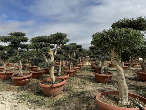 Drzewko oliwne Pom-Pon - Olea europaea - 200 cm