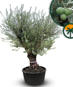 Drzewo oliwne rozgałęzione - Olea europaea - 90 lat - 240 cm