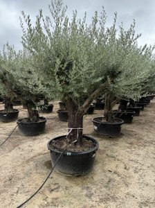 Drzewo oliwne rozgałęzione - Olea europaea - 90 lat - 240 cm