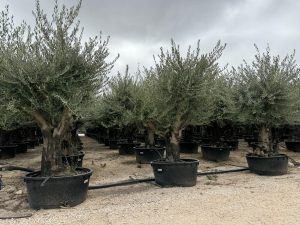 Drzewo oliwne rozgałęzione - Olea europaea - 90 lat - 240 cm