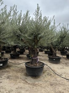 Drzewo oliwne rozgałęzione - Olea europaea - 90 lat - 240 cm