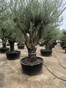 Drzewo oliwne rozgałęzione - Olea europaea - 90 lat - 240 cm