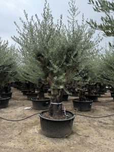 Drzewo oliwne rozgałęzione - Olea europaea - 90 lat - 240 cm