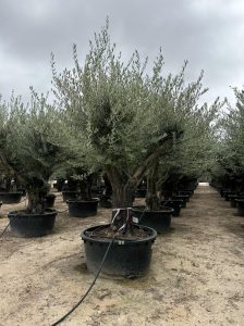 Drzewo oliwne rozgałęzione - Olea europaea - 90 lat - 240 cm