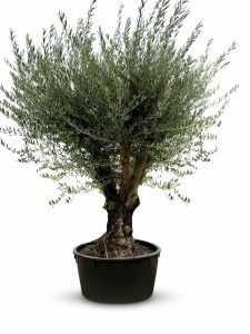 Drzewo oliwne rozgałęzione - Olea europaea - 90 lat - 240 cm