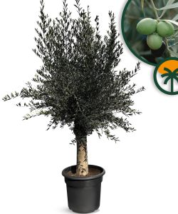 Drzewo oliwne - Olea europaea - 40 lat - 200 cm