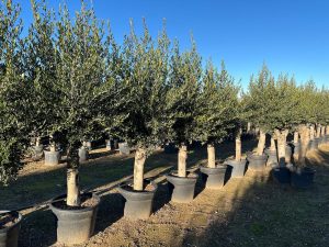 Drzewo oliwne - Olea europaea - 40 lat - 200 cm