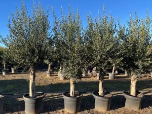 Drzewo oliwne - Olea europaea - 40 lat - 200 cm