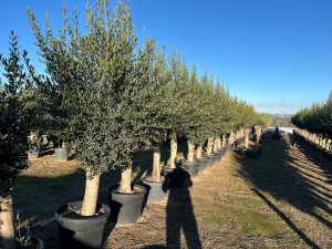 Drzewo oliwne - Olea europaea - 40 lat - 200 cm