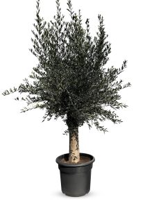 Drzewo oliwne - Olea europaea - 40 lat - 200 cm