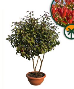 Photinia fraseri 'Red Robin' - wielopniowy - 180 cm