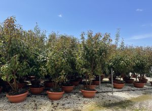Photinia fraseri 'Red Robin' - wielopniowy - 180 cm