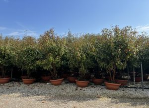 Photinia fraseri 'Red Robin' - wielopniowy - 180 cm
