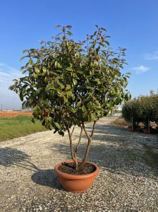 Photinia fraseri 'Red Robin' - wielopniowy - 180 cm
